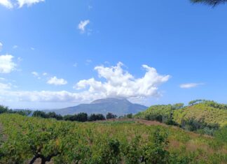 Ανακοίνωση – Αναδιάρθωση και μετατροπή αμπελώνων 2024