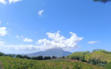 Ανακοίνωση – Αναδιάρθωση και μετατροπή αμπελώνων 2024