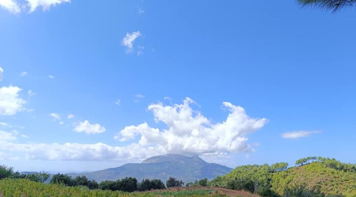 Ανακοίνωση – Αναδιάρθωση και μετατροπή αμπελώνων 2024