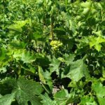 ΑΙΤΗΣΕΙΣ ΓΙΑ ΑΠΟΖΗΜΙΩΣΗ ΑΠΟ ΧΑΛΑΖΟΠΤΩΣΗ