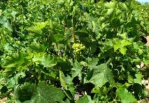 ΑΙΤΗΣΕΙΣ ΓΙΑ ΑΠΟΖΗΜΙΩΣΗ ΑΠΟ ΧΑΛΑΖΟΠΤΩΣΗ