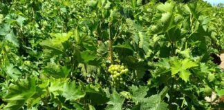 ΥΠΟΒΟΛΗ ΑΙΤΗΣΕΩΝ ΓΙΑ ΧΟΡΗΓΗΣΗ ΑΔΕΙΩΝ ΝΕΩΝ ΦΥΤΕΥΣΕΩΝ ΑΜΠΕΛΩΝΩΝ ΓΙΑ ΤΟ 2025