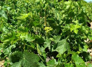 ΑΙΤΗΣΕΙΣ ΓΙΑ ΑΠΟΖΗΜΙΩΣΗ ΑΠΟ ΧΑΛΑΖΟΠΤΩΣΗ