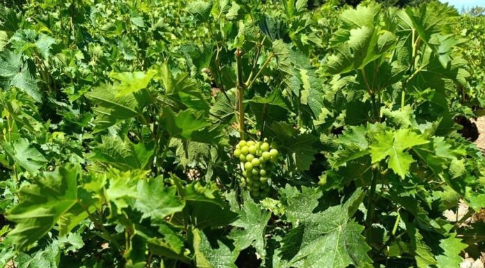 ΑΙΤΗΣΕΙΣ ΓΙΑ ΑΠΟΖΗΜΙΩΣΗ ΑΠΟ ΧΑΛΑΖΟΠΤΩΣΗ