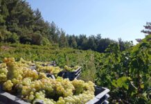 ΑΝΑΚΟΙΝΩΣΗ ΓΙΑ ΒΕΒΑΙΩΣΗ ΕΣΟΔΩΝ 2024