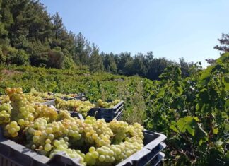 ΑΝΑΚΟΙΝΩΣΗ ΓΙΑ ΒΕΒΑΙΩΣΗ ΕΣΟΔΩΝ 2024