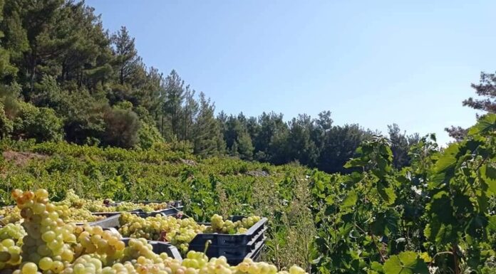 ΑΝΑΚΟΙΝΩΣΗ ΓΙΑ ΒΕΒΑΙΩΣΗ ΕΣΟΔΩΝ 2024