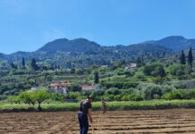 ΑΝΑΚΟΙΝΩΣΗ για αναδιάρθωση και μετατροπή αμπελώνων 2025