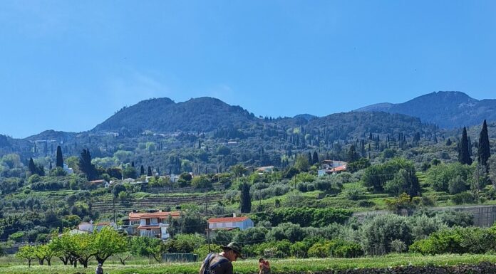 ΑΝΑΚΟΙΝΩΣΗ για αναδιάρθωση και μετατροπή αμπελώνων 2025