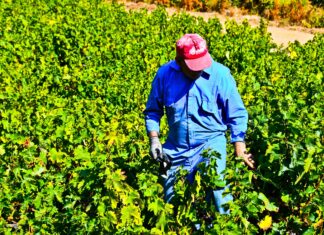 ΑΝΑΚΟΙΝΩΣΗ ΨΕΚΑΣΜΟΥ ΕΥΔΕΜΙΔΑΣ ΔΥΤΙΚΗΣ ΣΑΜΟΥ