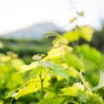 Αιτήσεις στον ΕΛΓΑ για την ανεμοθύελλα