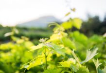 Αιτήσεις στον ΕΛΓΑ για την ανεμοθύελλα