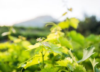 Λειτουργία Τμήματος Μελών ΕΟΣ Σάμου και στο Καρλόβασι