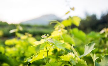 ΑΝΑΚΟΙΝΩΣΗ ΦΥΤΟΠΡΟΣΤΑΣΙΑΣ (ΚΟΡΥΦΟΛΟΓΗΜΑ)