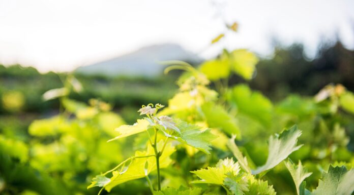ΑΝΑΚΟΙΝΩΣΗ ΦΥΤΟΠΡΟΣΤΑΣΙΑΣ (ΚΟΡΥΦΟΛΟΓΗΜΑ)