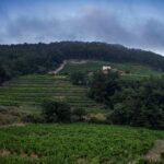 ΑΝΑΚΟΙΝΩΣΗ ΨΕΚΑΣΜΟΥ