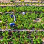 ΜΕΤΡΟ 23 – ΑΠΟΖΗΜΙΩΣΕΙΣ ΕΛΓΑ ΚΑΙ ΣΤΡΑΤΗΓΙΚΟ ΣΧΕΔΙΟ ΑΝΑΤΑΞΗΣ ΤΗΣ ΕΛΛΗΝΙΚΗΣ ΑΜΠΕΛΟΥΡΓΙΑΣ