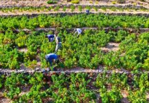 ΑΝΑΚΟΙΝΩΣΗ ΕΟΣ Σάμου για ΕΝΑΡΞΗ ΤΡΥΓΗΤΟΥ 2025