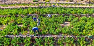 ΜΕΤΡΟ 23 – ΑΠΟΖΗΜΙΩΣΕΙΣ ΕΛΓΑ ΚΑΙ ΣΤΡΑΤΗΓΙΚΟ ΣΧΕΔΙΟ ΑΝΑΤΑΞΗΣ ΤΗΣ ΕΛΛΗΝΙΚΗΣ ΑΜΠΕΛΟΥΡΓΙΑΣ