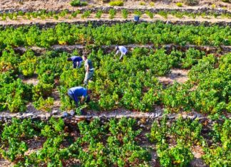 ΑΝΑΚΟΙΝΩΣΗ ΕΟΣ Σάμου για ΕΝΑΡΞΗ ΤΡΥΓΗΤΟΥ 2025