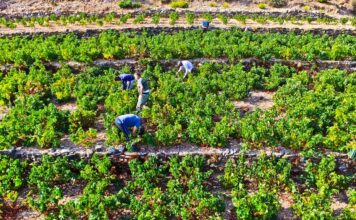 ΑΝΑΚΟΙΝΩΣΗ ΕΟΣ Σάμου για ΕΝΑΡΞΗ ΤΡΥΓΗΤΟΥ 2025