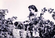 Σάμος: Στο νησί του μοσχάτου, ο τρύγος της καρδιάς