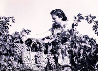 Σάμος: Στο νησί του μοσχάτου, ο τρύγος της καρδιάς