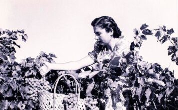 Σάμος: Στο νησί του μοσχάτου, ο τρύγος της καρδιάς