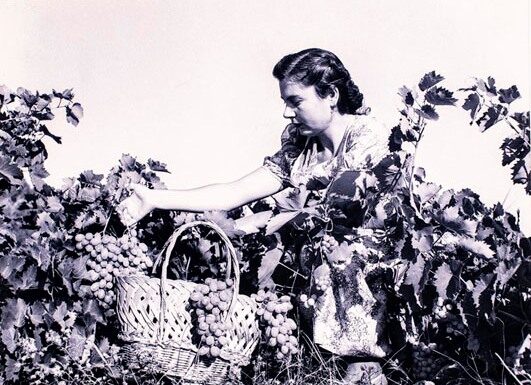 Σάμος: Στο νησί του μοσχάτου, ο τρύγος της καρδιάς