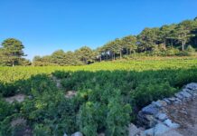 Τρύγος Μοσχάτου Σάμου 2025: Μια ζωντανή  παράδοση