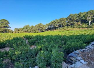 Τρύγος Μοσχάτου Σάμου 2025: Μια ζωντανή παράδοση