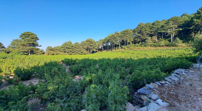 Τρύγος Μοσχάτου Σάμου 2025: Μια ζωντανή παράδοση