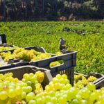 ΜΕΓΑΛΕΙΟ ΜΟΣΧΑΤΟΥ