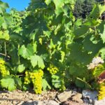 ΠΕΖΟΥΛΕΣ ΞΕΡΟΛΙΘΙΑΣ