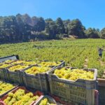 ΤΡΥΓΟΣ ΜΟΣΧΑΤΟΥ 2025