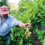 ΤΡΥΓΟΣ ΜΟΣΧΑΤΟΥ ΣΑΜΟΥ