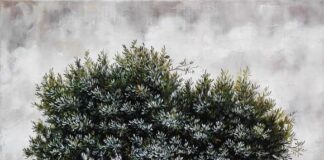 Αίτημα αποζημίωσης ελαιοπαραγωγών