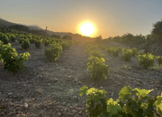 ΑΙΤΗΣΕΙΣ ΝΕΑΣ ΦΥΤΕΥΣΗΣ 2026