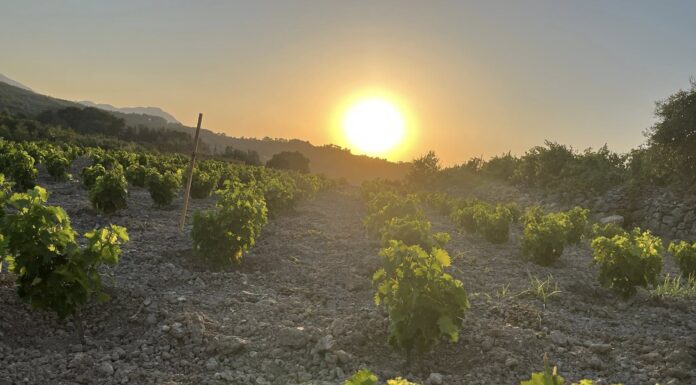 ΑΙΤΗΣΕΙΣ ΝΕΑΣ ΦΥΤΕΥΣΗΣ 2026