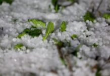 Ανακοίνωση για αποζημίωση χαλαζόπτωσης