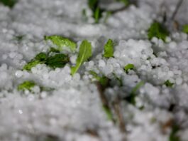 Ανακοίνωση για αποζημίωση χαλαζόπτωσης