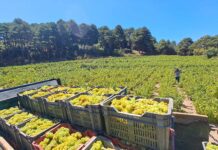 ΠΑΡΑΛΑΒΗ ΔΕΛΤΙΩΝ ΠΑΡΑΔΟΣΗΣ ΣΤΑΦΥΛΙΩΝ