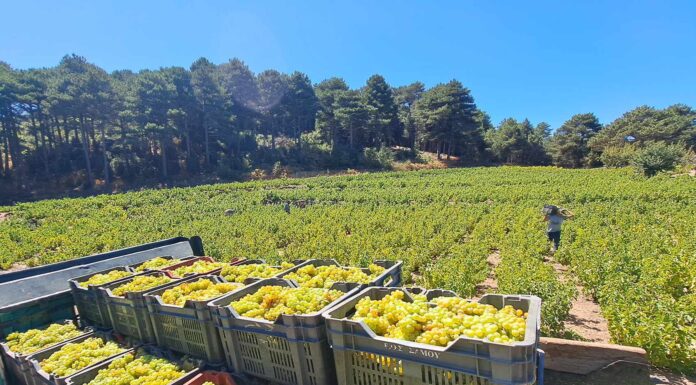 ΠΑΡΑΛΑΒΗ ΔΕΛΤΙΩΝ ΠΑΡΑΔΟΣΗΣ ΣΤΑΦΥΛΙΩΝ