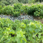 ΑΝΑΚΟΙΝΩΣΗ ΦΥΤΟΠΡΟΣΤΑΣΙΑΣ