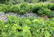 ΑΝΑΚΟΙΝΩΣΗ ΦΥΤΟΠΡΟΣΤΑΣΙΑΣ