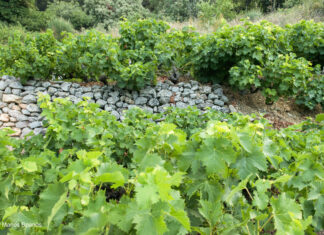 ΑΝΑΚΟΙΝΩΣΗ ΦΥΤΟΠΡΟΣΤΑΣΙΑΣ