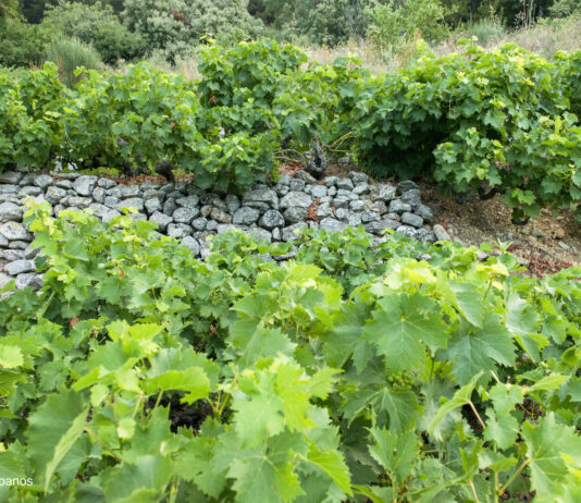 ΑΝΑΚΟΙΝΩΣΗ ΦΥΤΟΠΡΟΣΤΑΣΙΑΣ