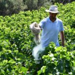 ΘΕΙΑΦΙ ΕΠΙΠΑΣΗΣ ΔΙΑΤΙΘΕΤΑΙ ΣΤΑ ΓΕΩΡΓΙΚΑ ΕΦΟΔΙΑ