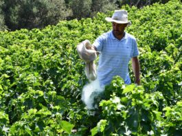 ΘΕΙΑΦΙ ΕΠΙΠΑΣΗΣ ΔΙΑΤΙΘΕΤΑΙ ΣΤΑ ΓΕΩΡΓΙΚΑ ΕΦΟΔΙΑ