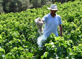 ΘΕΙΑΦΙ ΕΠΙΠΑΣΗΣ ΔΙΑΤΙΘΕΤΑΙ ΣΤΑ ΓΕΩΡΓΙΚΑ ΕΦΟΔΙΑ